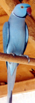 Mr. Blue Bird