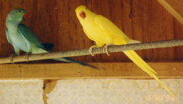 Young turquoise and lutino pair