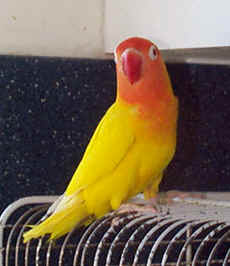 lutino fischer lovebird