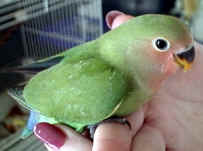 6 week old normal colored peachfaced lovebird